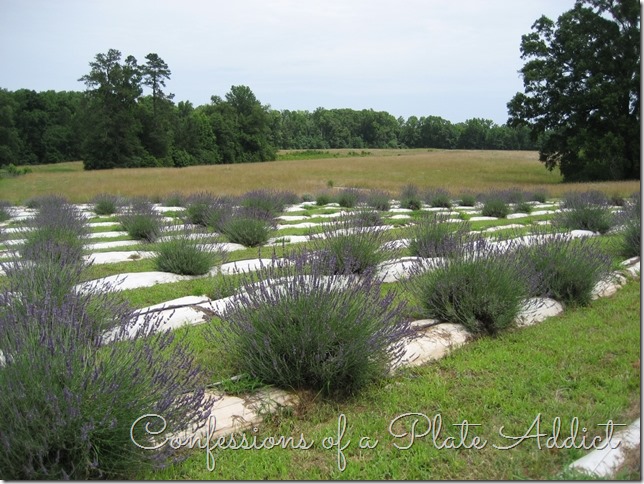 CONFESSIONS OF A PLATE ADDICT A Visit to the Lavender Farm