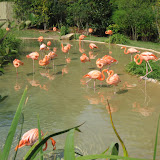Pink Flamingos at the Nashville Zoo 09032011b