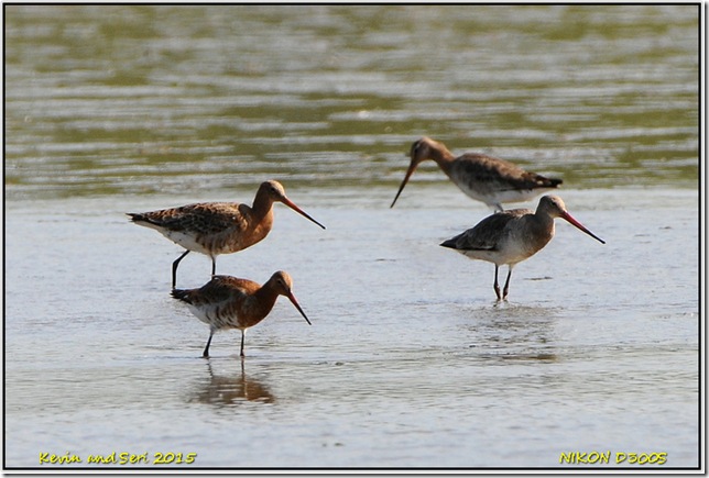 Slimbridge WWT - May