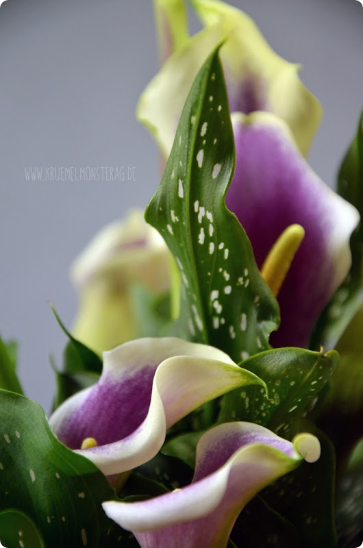 GdW (04) lüüüla Calla im Töpfchen von meiner Mama