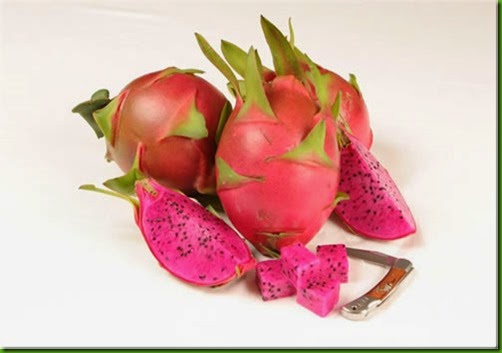 Pitaya Halleys Comet Pitaya Halleys Comet