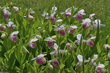 Far Guys Lady Slippers