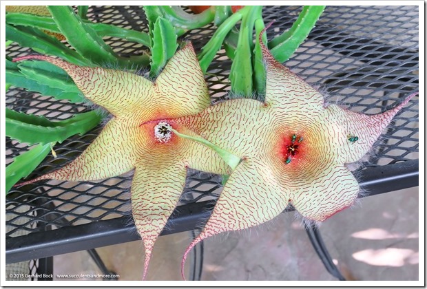 151017_Stapelia_gigantea_008