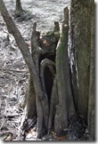 Growing cypress knee
