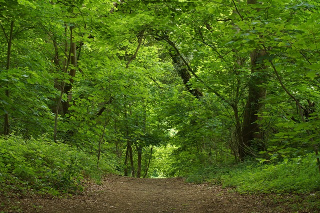 Norfolk countryside in spring