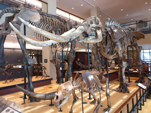 Museum «Beneski Museum of Natural History», reviews and photos, 11 Barrett Hill Rd, Amherst, MA 01002, USA