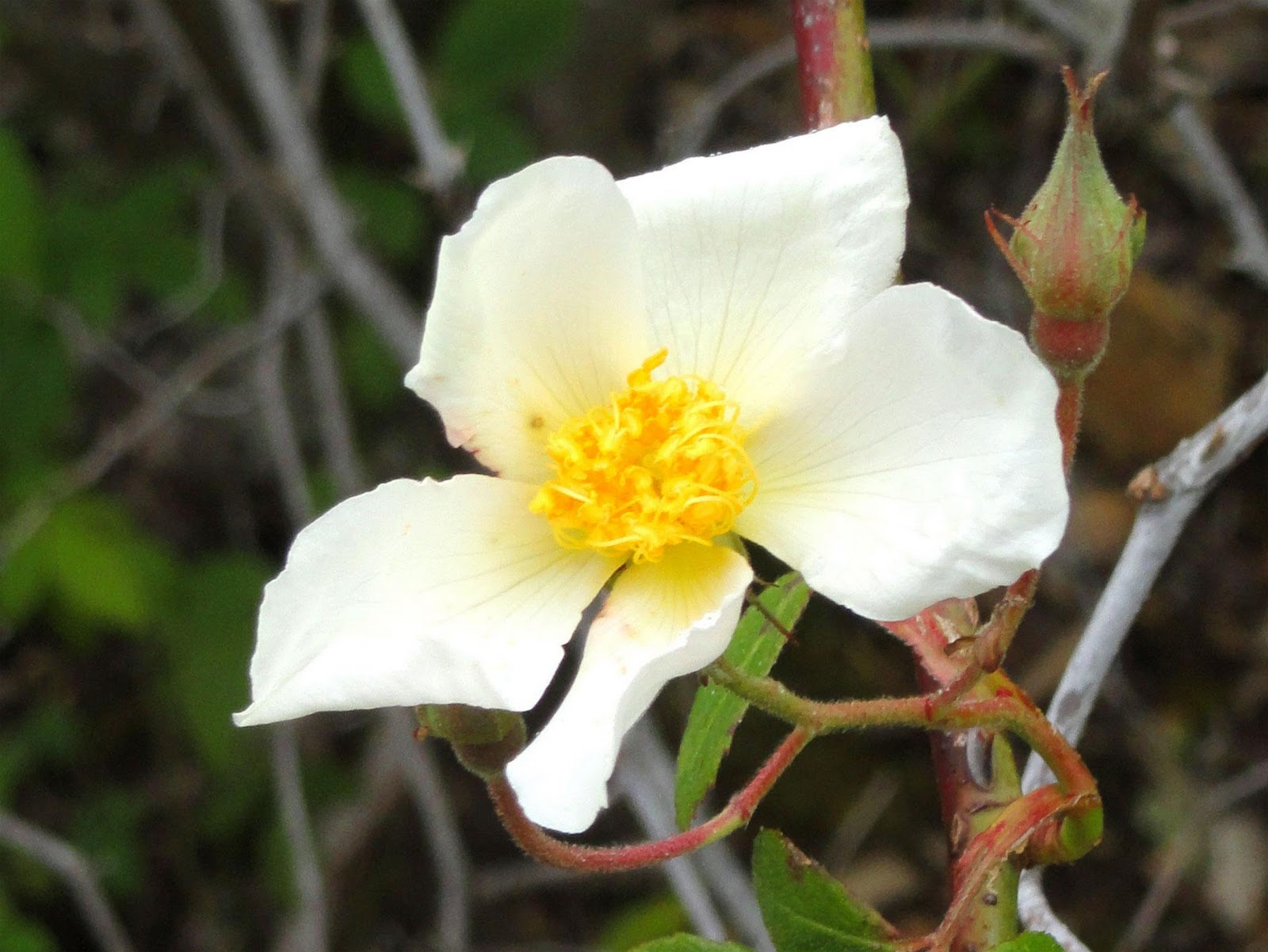 Creamy-white flower of a Rosa