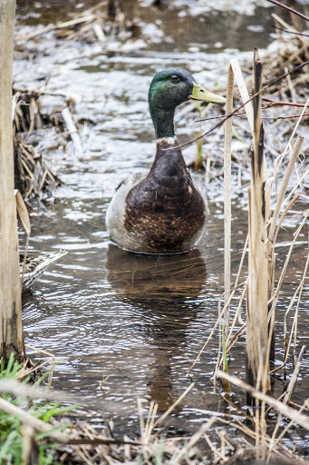 Nature Preserve «Melvin L. Newman Wetlands Center», reviews and photos, 2755 Freeman Rd, Hampton, GA 30228, USA