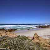 Ice plant - Orla de Monterey, Califórnia, EUA