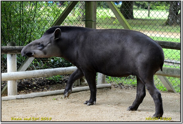 Cotswold Wildlife Park - August