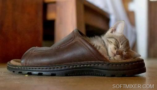 [kitten-slipper%255B7%255D.jpg]