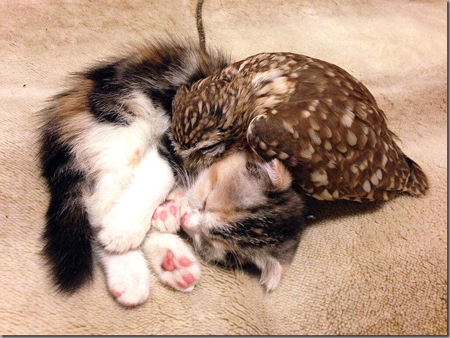 Owlet and kitten friendship (8)