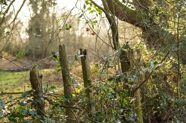 Spring sunshine glow at Sparham Pools Norfolk