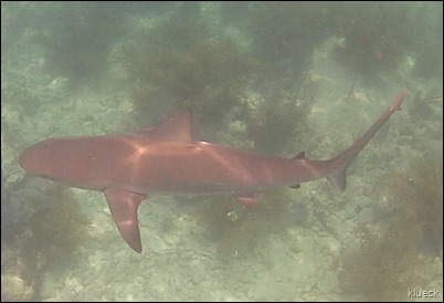 nurse shark