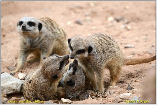 [YorkshireWildlifeParkD3100b210820151%255B18%255D.jpg]