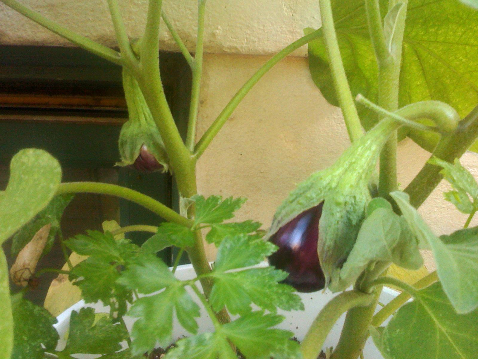 Also: first stubby eggplants!