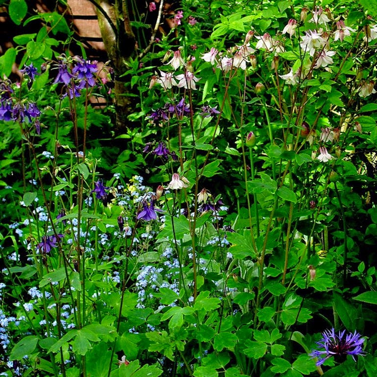 aquilegia / columbine / granny's bonnet