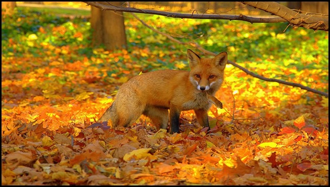 Otoño