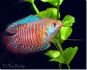 be-ca-canh-dwarf_gourami_casacgam_saclua-be-thuy-sinh