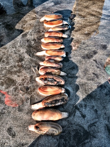 Clam digging on the Washington Coast