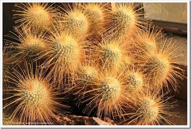 141227_Huntington_0414_Mammillaria-magnifica