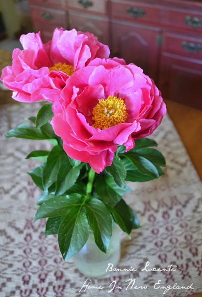 peonies 1