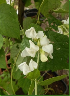 Giant LabLab White