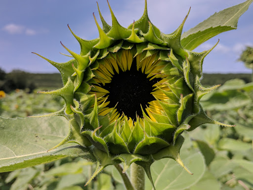 Tourist Attraction «Sunflower Maze», reviews and photos, South St, Middlefield, CT 06455, USA