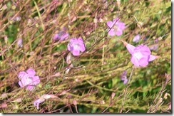 Purple scrub flowers up close