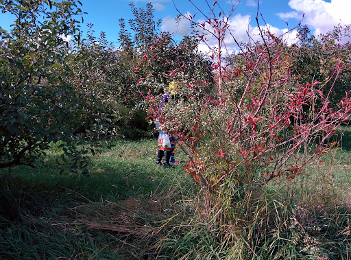 Produce Market «Brookwood Fruit Farm», reviews and photos, 7845 Bordman Rd, Almont, MI 48003, USA