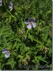 Geranium pratense_03