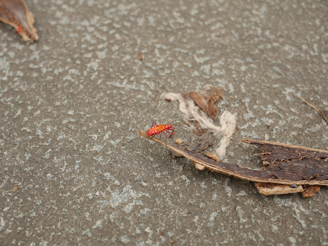 red insect with six white and two black spots in Fuzhou