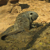 A meerkat at the Nashville Zoo 09032011c