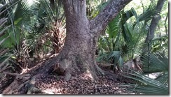 Big tree across path