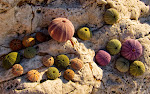 Seashells which I found in the Ionian sea