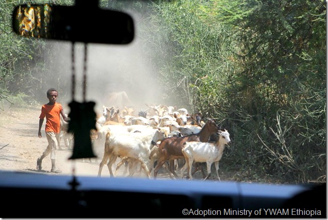 Goats in road 1