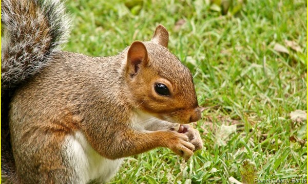 Math for Fast Finishers: Squirrels and Acorns Math for Fast Finishers: Squirrels and Acorns