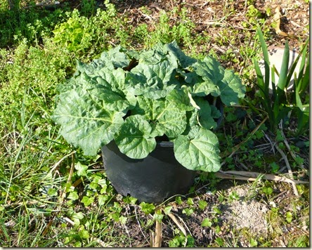 rhubarb