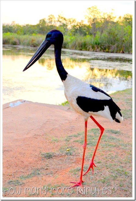 Kununurra: Crocs & a Jabiru | How Many More Minutes?