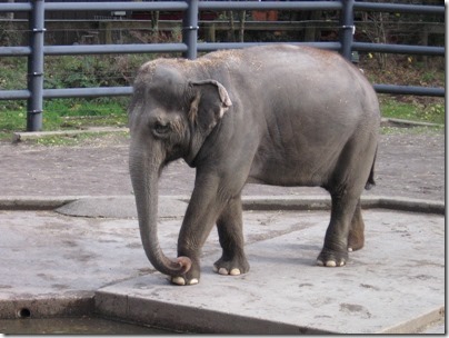 IMG_0308 Asian Elephant at the Oregon Zoo in Portland, Oregon on November 10, 2009