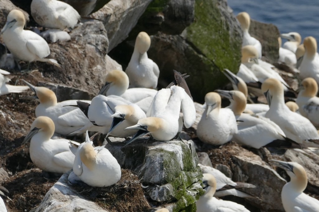 [nl_argentia_cape_st_marys_2_gannets_%255B5%255D.jpg]