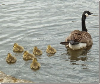 17 second brood of goslings