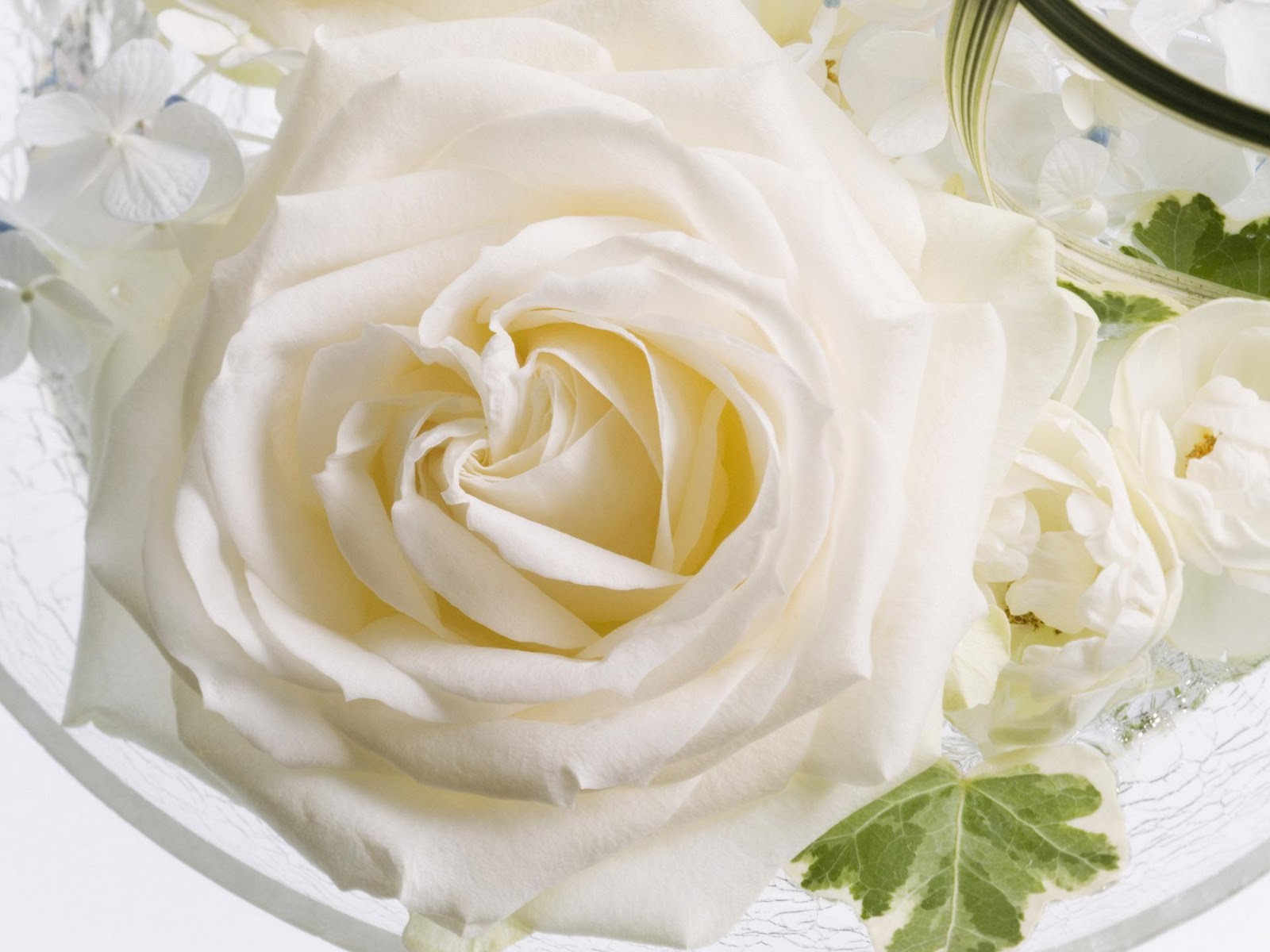 Wedding White Rose HD