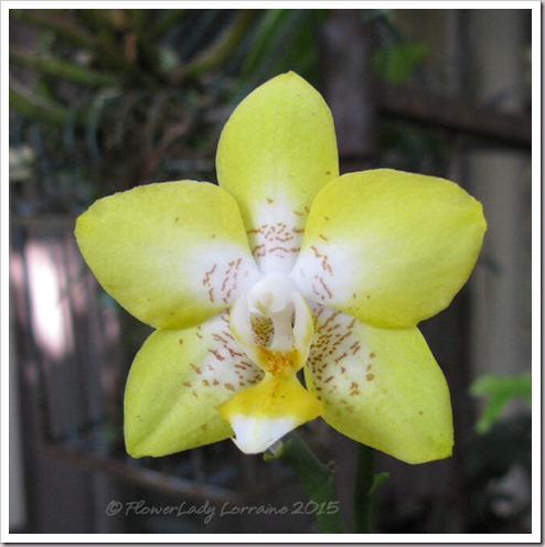 09-25-sunflower-phal