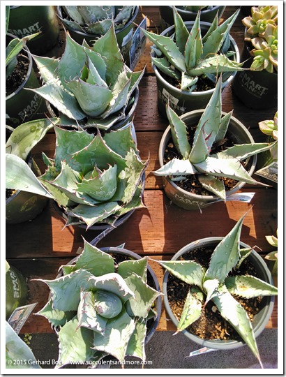 151018_HomeDepot_agaves_002