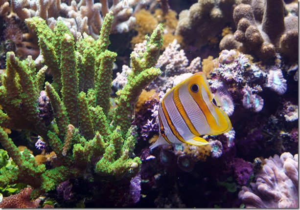 paris aquarium tropicale fish 111115 00003