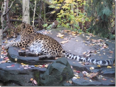 IMG_0567 Kia the Amur Leopard at the Oregon Zoo in Portland, Oregon on November 10, 2009