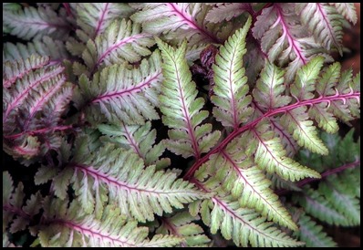 japanese-painted-fern