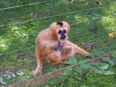 2007.08.09-027 gibbon