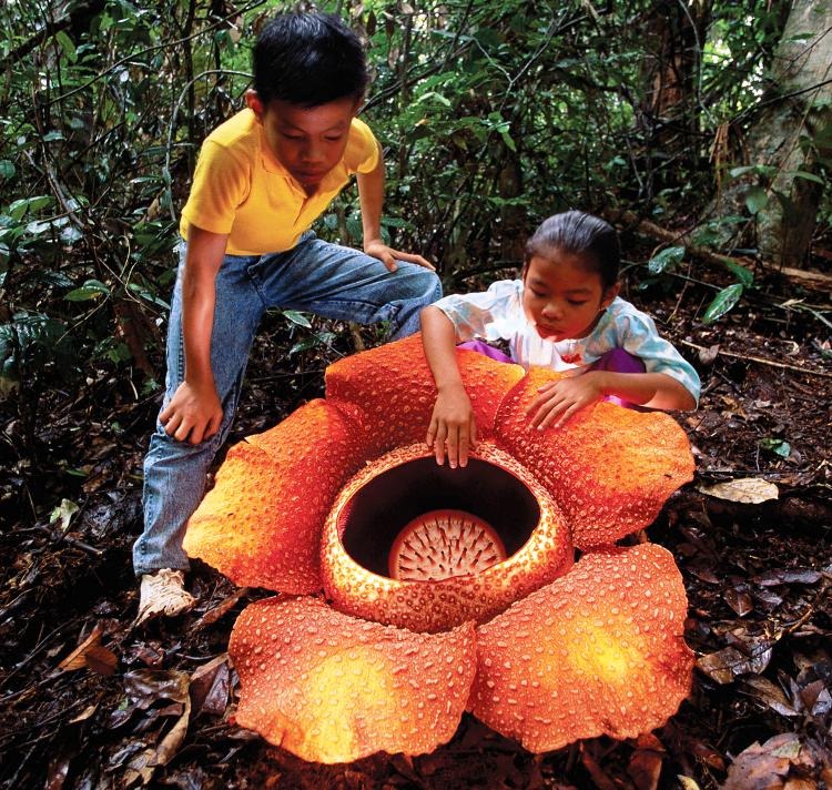 [rafflesia%255B4%255D.jpg]